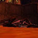 Bathing me dragon