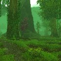 Big trees