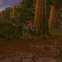 Cow in the forest