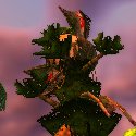 Crashed zeppelin spiked on a tree