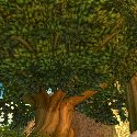 Elwynn Tree