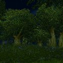 Forest by night