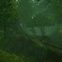 Forest road