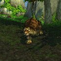 Golden Tiger