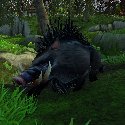 Goregrove Boar