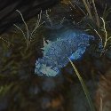 Litter of Xuen sleeping