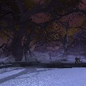 Looking at the stars through the trees