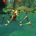 Mirror Strider on a pond
