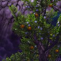 Orange Tree at the Serpent's Spine