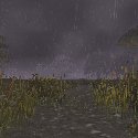 Rain in the Wetlands