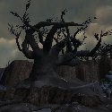 Scorched tree