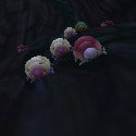 Spotted Caterpillars