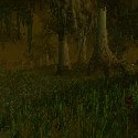 Swamp