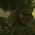 Swamp Tree