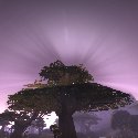 The sun behind a tree in The Wetlands