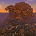 Twilight Grove