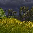 Weeping Willows