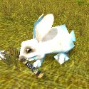 White War Rabbit