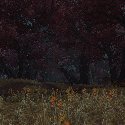 Zul'Drak Forest